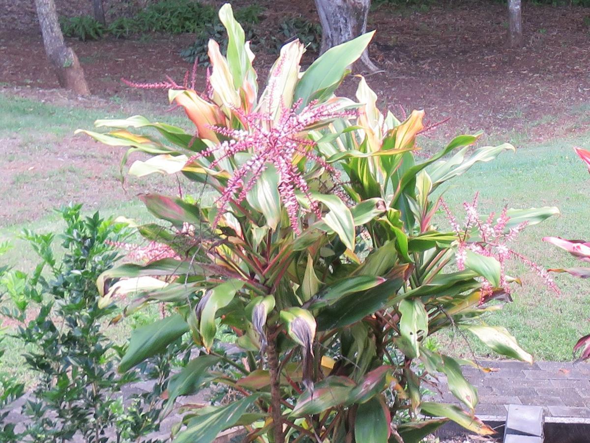 Keillor Lodge Maleny Εξωτερικό φωτογραφία